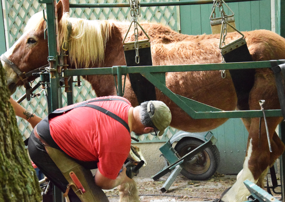 le maréchal-ferrant nettoie soigneusement le pied du cheval