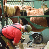 le maréchal-ferrant nettoie soigneusement le pied du cheval